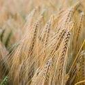 si el grano de trigo no cae en la tierra y muere, queda solo…